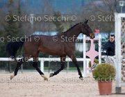 Clintige Tosc Tour2013- S5 1679 : Arezzo, Cavalli d'Italia, Clintige, Toscana Tour 2013, foto di Stefano Secchi ©